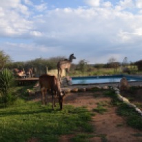 Hartebeest, Kudu & Goat residents