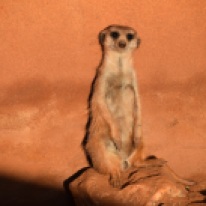 Meerkat photoshoot