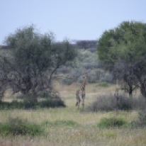 Giraffe roaming near the sanctuary