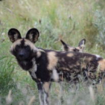 African Painted Dog of Wild Dog