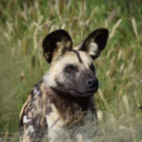 African Painted Dog of Wild Dog
