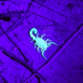 Night drive - scorpion