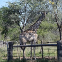Giraffe alongside the road