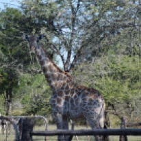 Giraffe alongside the road