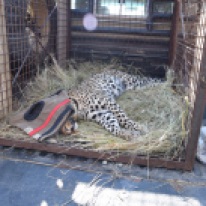 Collaring the leopard prior to release