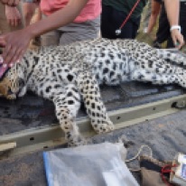 Relocating leopards to bigger enclosure