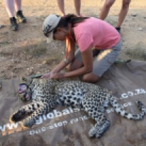 Relocating leopards to bigger enclosure