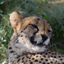 Inside the cheetah enclosure