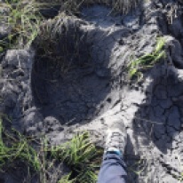 Elephant footprints