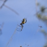 Spider encounters during exploration hike